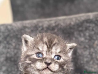 British Shorthair cats - Advert 21