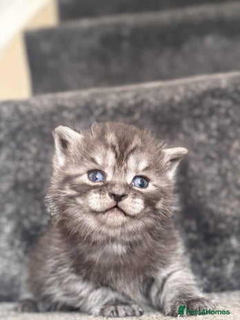 British Shorthair cats - Advert 16