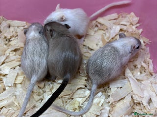 Gerbil rodents - Advert 3