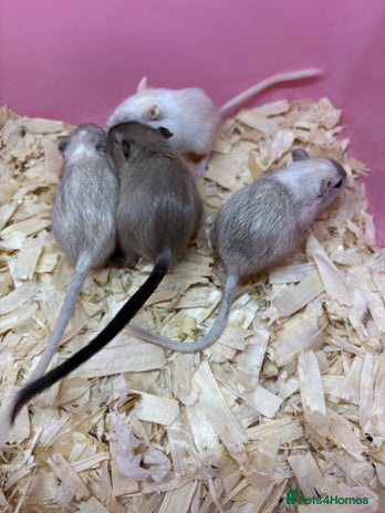 Gerbil rodents - Advert 1