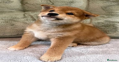 Japanese Shiba Inu dogs - Advert 5