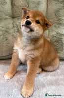 Japanese Shiba Inu dogs - Advert 3