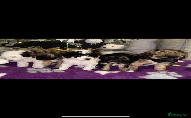 Cavapoo dogs - Advert 2