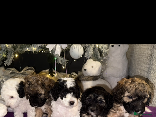 Cavapoo dogs Cavapoo F1B puppies for sale 🐶 - Advert 1
