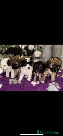 Cavapoo dogs - Advert 2