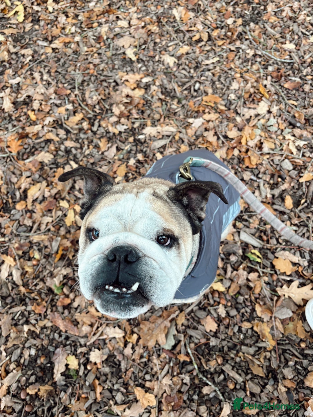 English Bulldog dogs for stud: Proven KC English Bulldog for Stud - Advert 2