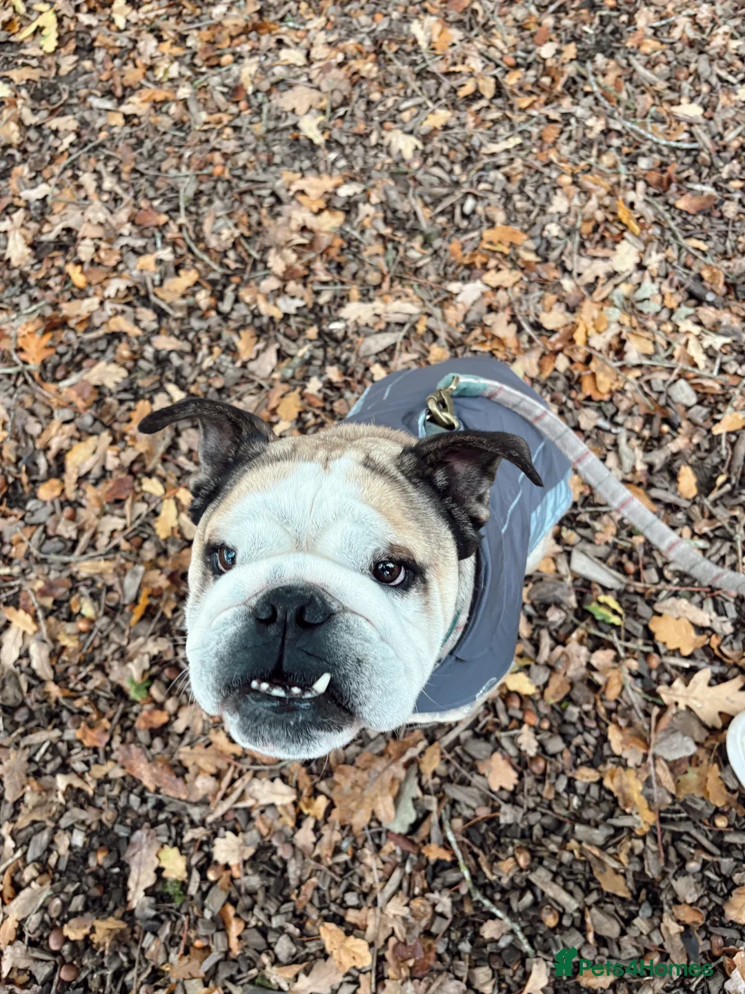 English Bulldog dogs for stud: KC English Bulldog for Stud - Advert 2