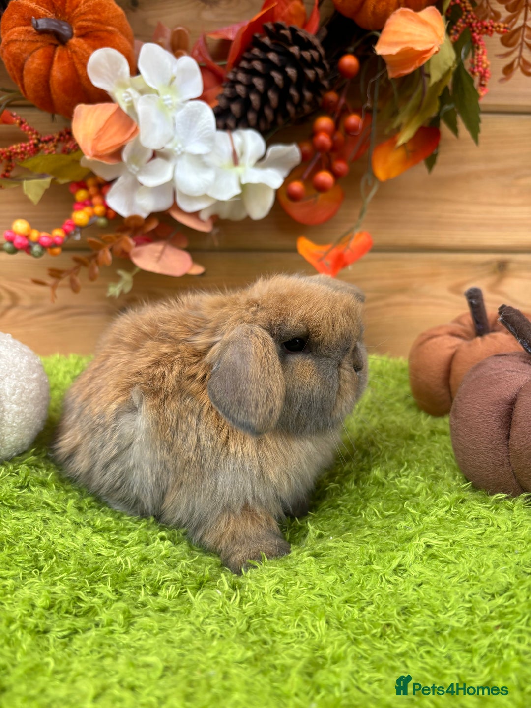 Mini Lop rabbits for sale: Well Socialised Mini Lops - Advert 1