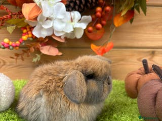 Mini Lop rabbits Well Socialised Mini Lops - Advert 5