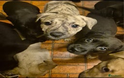 Mixed Breed dogs for sale: Lurcher cross springer spaniel  - Image 2