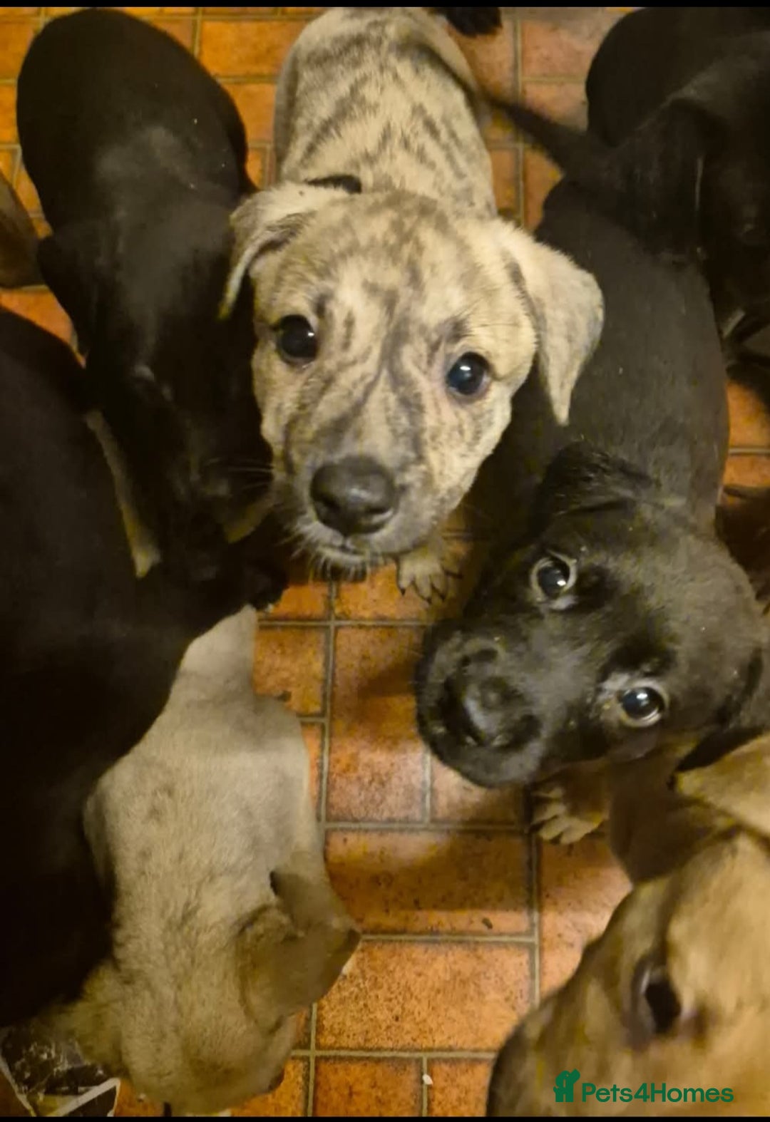 Mixed Breed dogs for sale: Lurcher cross springer spaniel  - Image 2