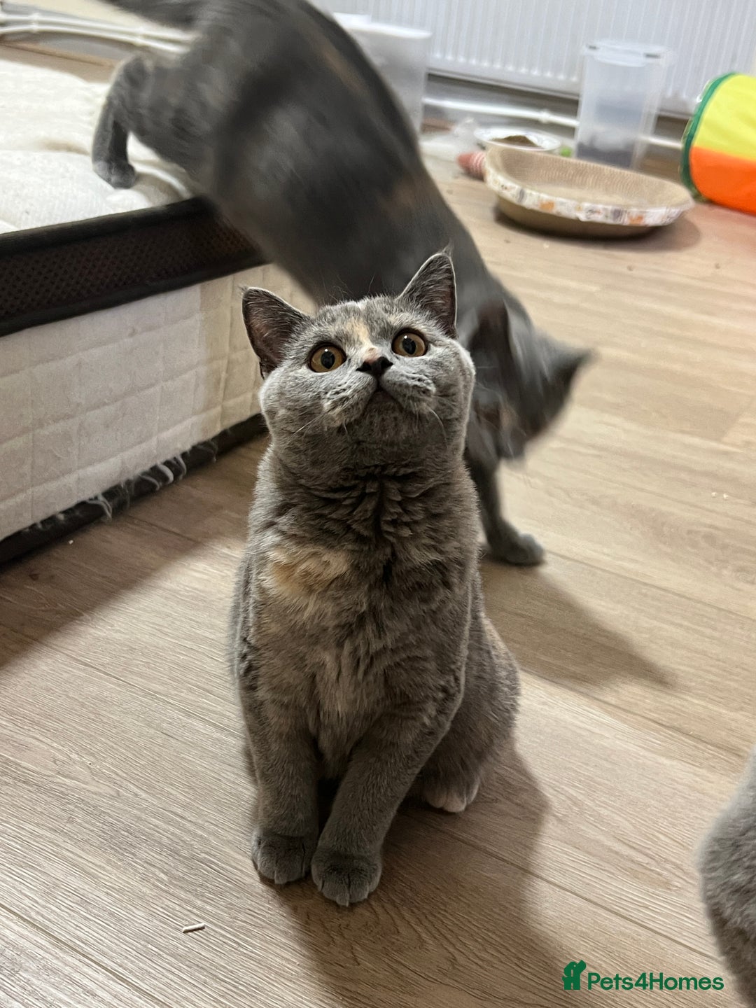 British Shorthair cats for sale: Lovely BSH kittens for sale  - Image 5