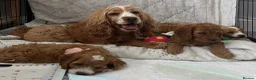 Cockapoo dogs for sale: AMAZING HEALTH CLEAR F1 COCKAPOO  - Advert 3
