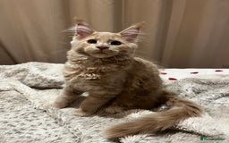 Maine Coon cats for sale: 2 Cream MC kittens ready for their fur-ever homes - Image 11