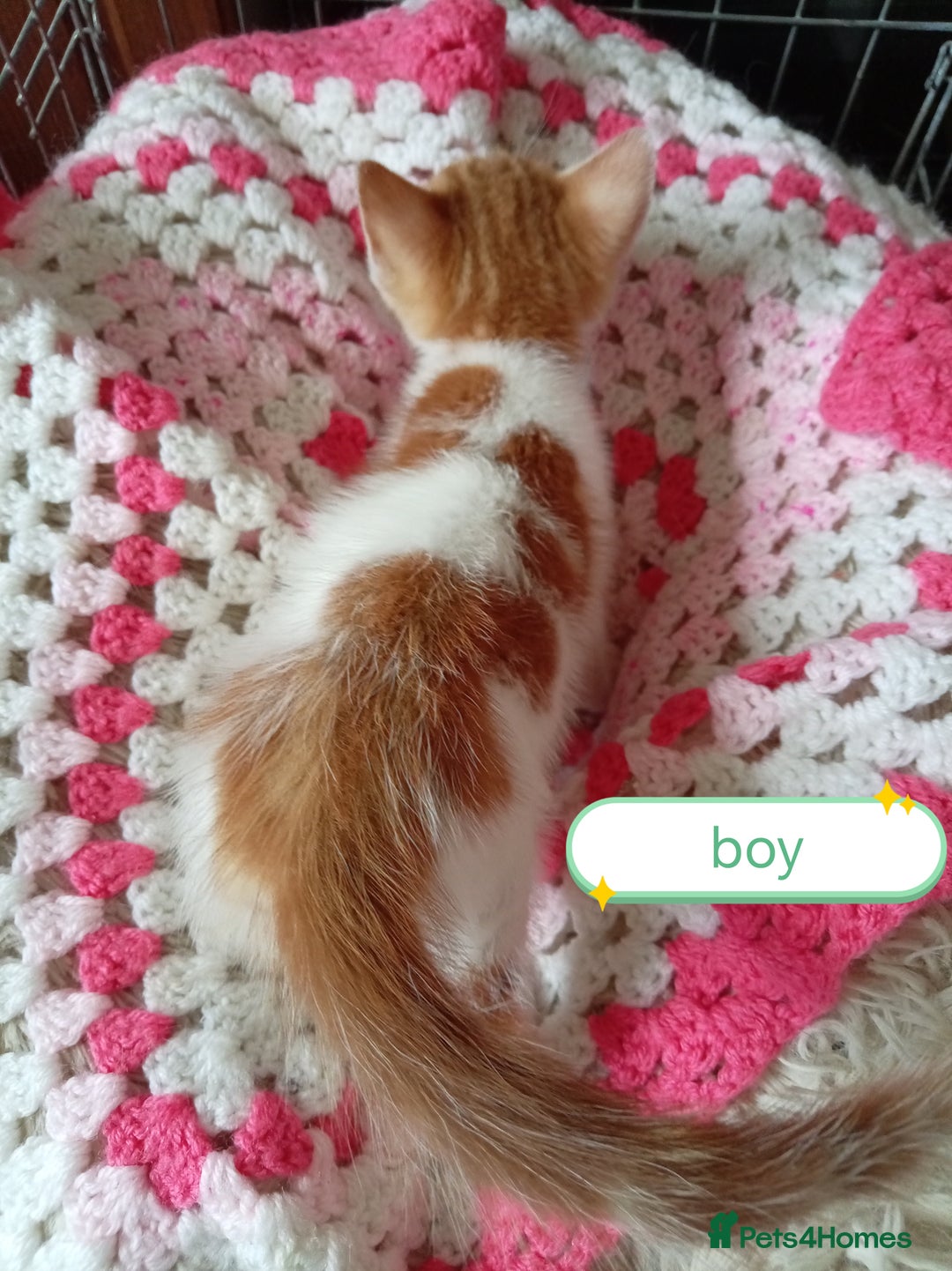 Mixed Breed cats for sale: Kittens gorgeous playful babys - Image 14