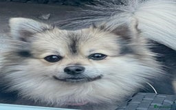 Pomeranian dogs for sale: Pomeranian puppy’s for sale - Advert 2