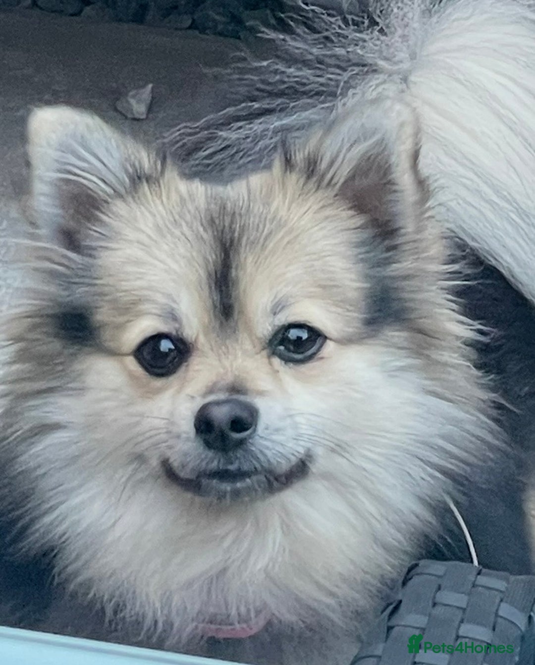 Pomeranian dogs for sale: Pomeranian puppy’s for sale - Advert 2