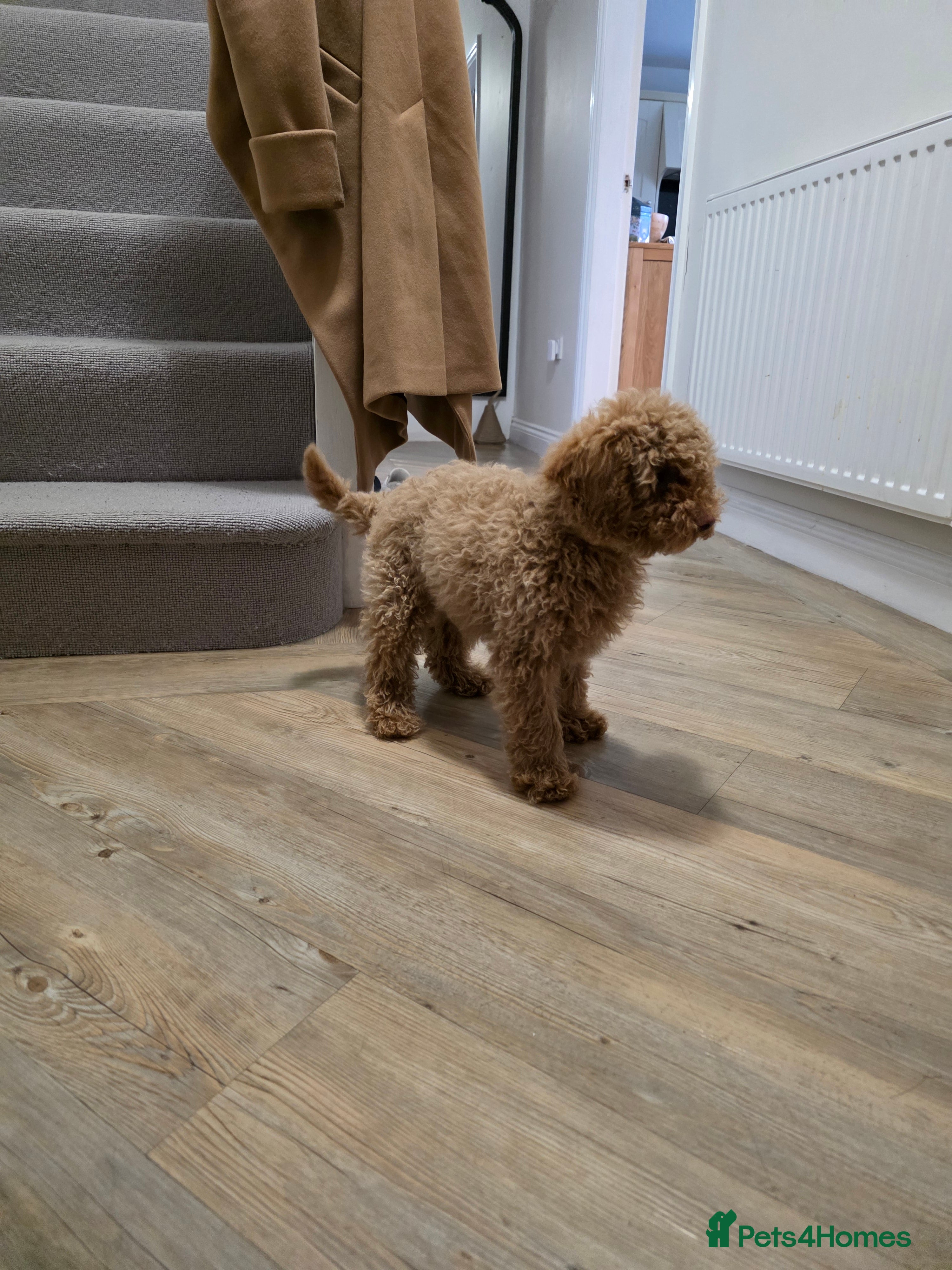 Toy Poodle dogs Girl Toy poodles  - Advert 2