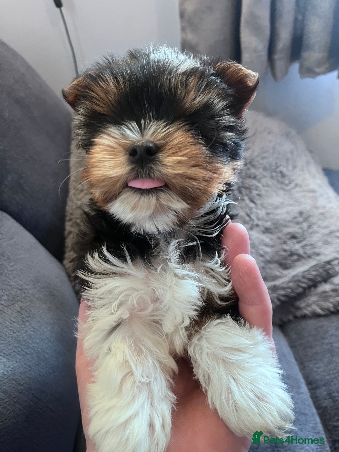 Biewer Terrier dogs for sale: 2 Pure Yorkshire Biewier Terrier READY TO GO - Advert 1