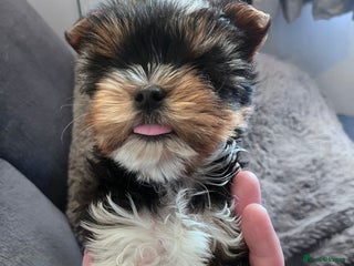 Biewer Terrier dogs 2 Pure Yorkshire Biewier Terrier READY TO GO - Advert 1