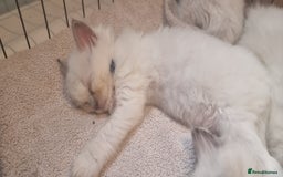 Ragdoll cats for sale: Adorable Ragdoll Kittens - READY NEXT WEEK - Image 16
