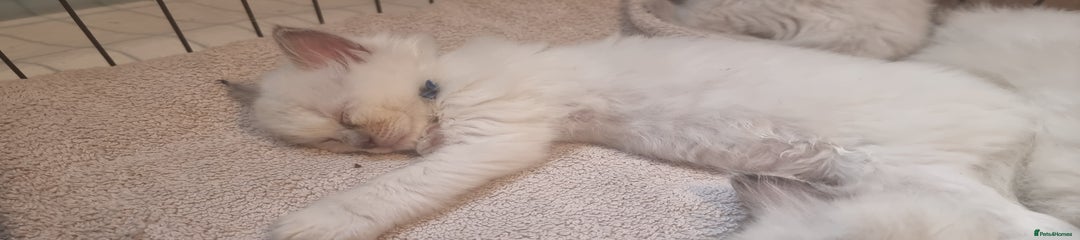 Ragdoll Kitten 2 blue