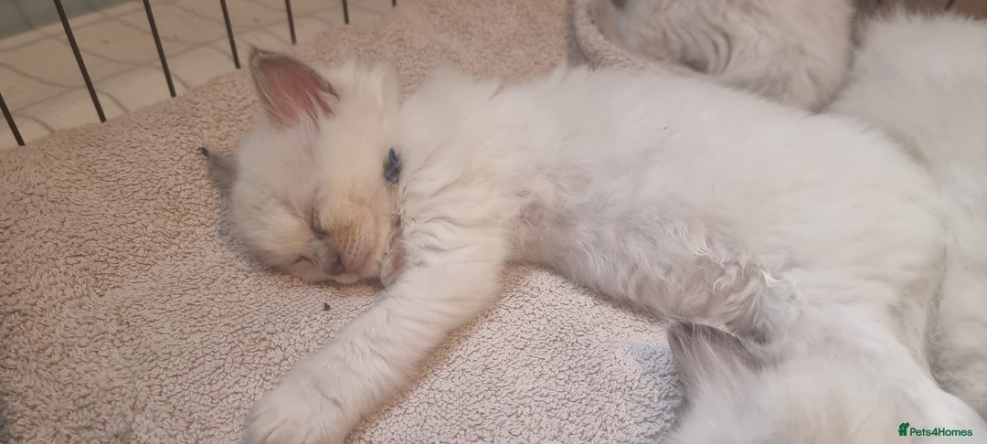 Ragdoll cats for sale: Adorable Ragdoll Kittens - READY NEXT WEEK - Image 16