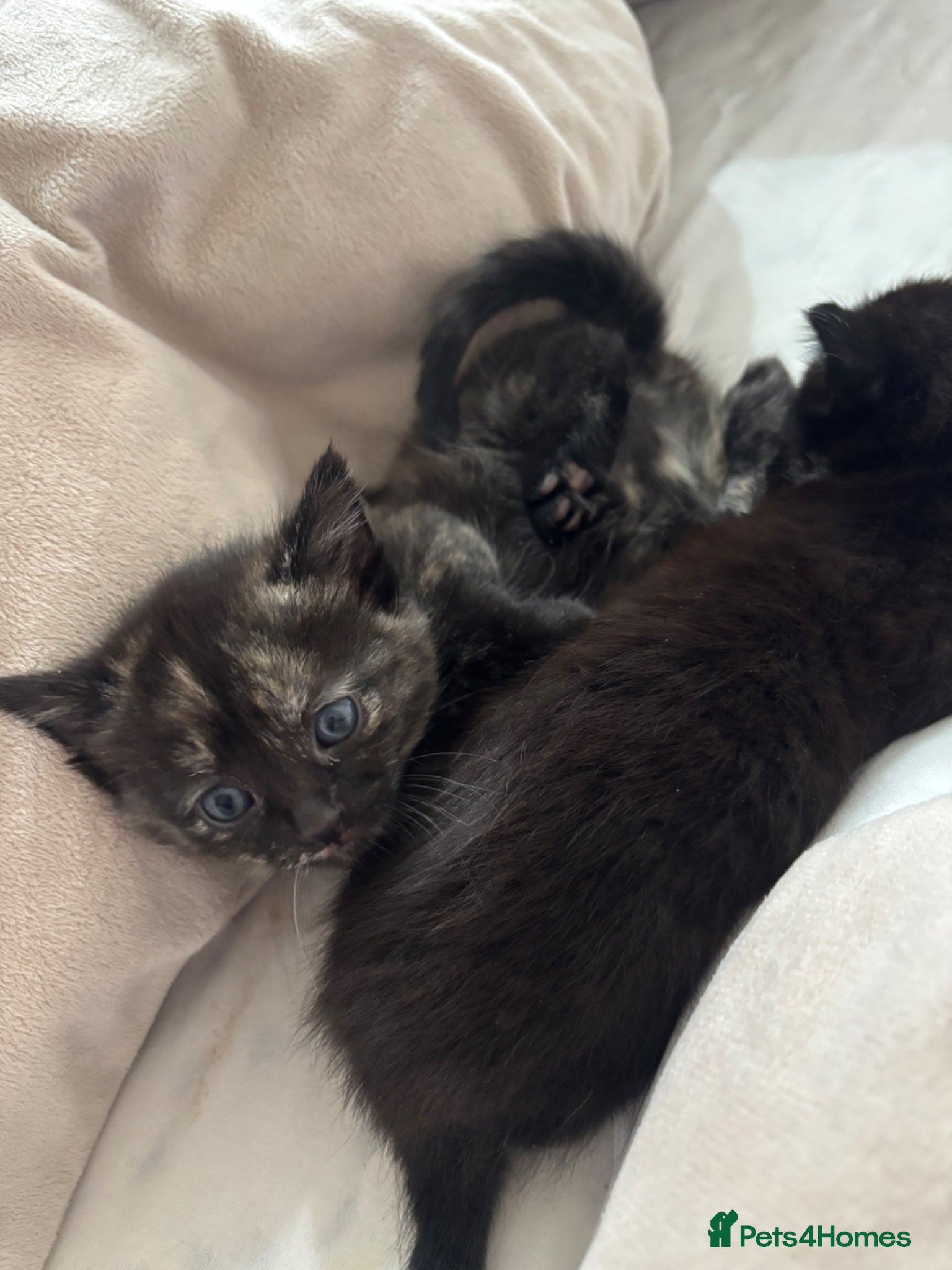 Mixed Breed cats Beautiful Kittens Ready for Loving Homes - Advert 9