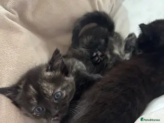 Mixed Breed cats Beautiful Kittens Ready for Loving Homes - Advert 6