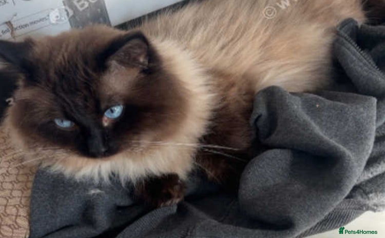 Ragdoll cats - Advert 16