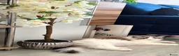Ragdoll cats for sale: 🥰🎀Stunning Queens top European lines - Advert 11