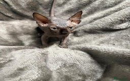 Sphynx cats for sale: TICA Reg Sphynx Kittens, Extensive Genetic Testing - Image 6