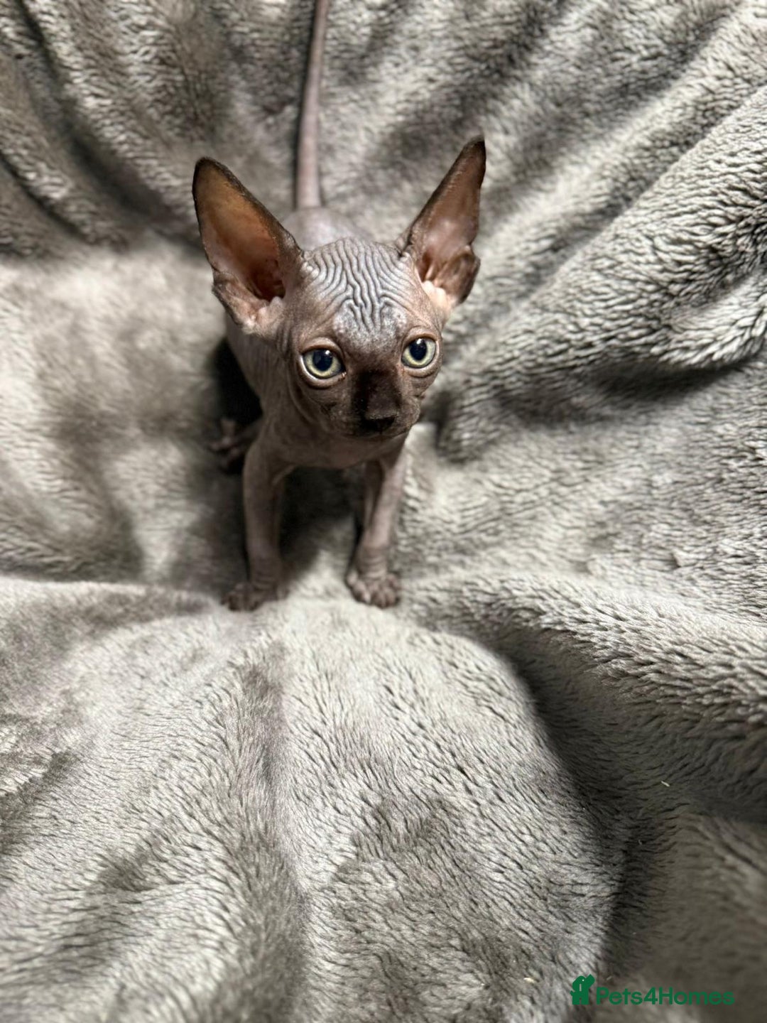 Sphynx cats for sale: TICA Reg Sphynx Kittens, Extensive Genetic Testing - Image 6
