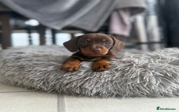 Dachshund dogs for sale: Miniature Daschund  - Image 2
