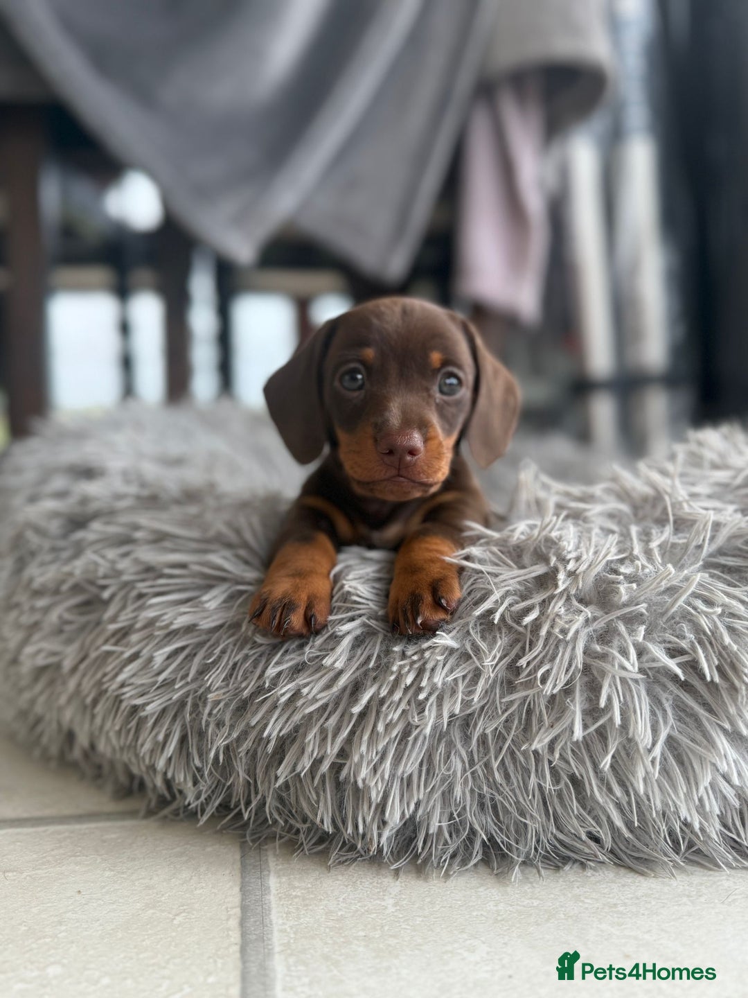 Dachshund dogs for sale: Miniature Daschund  - Image 2