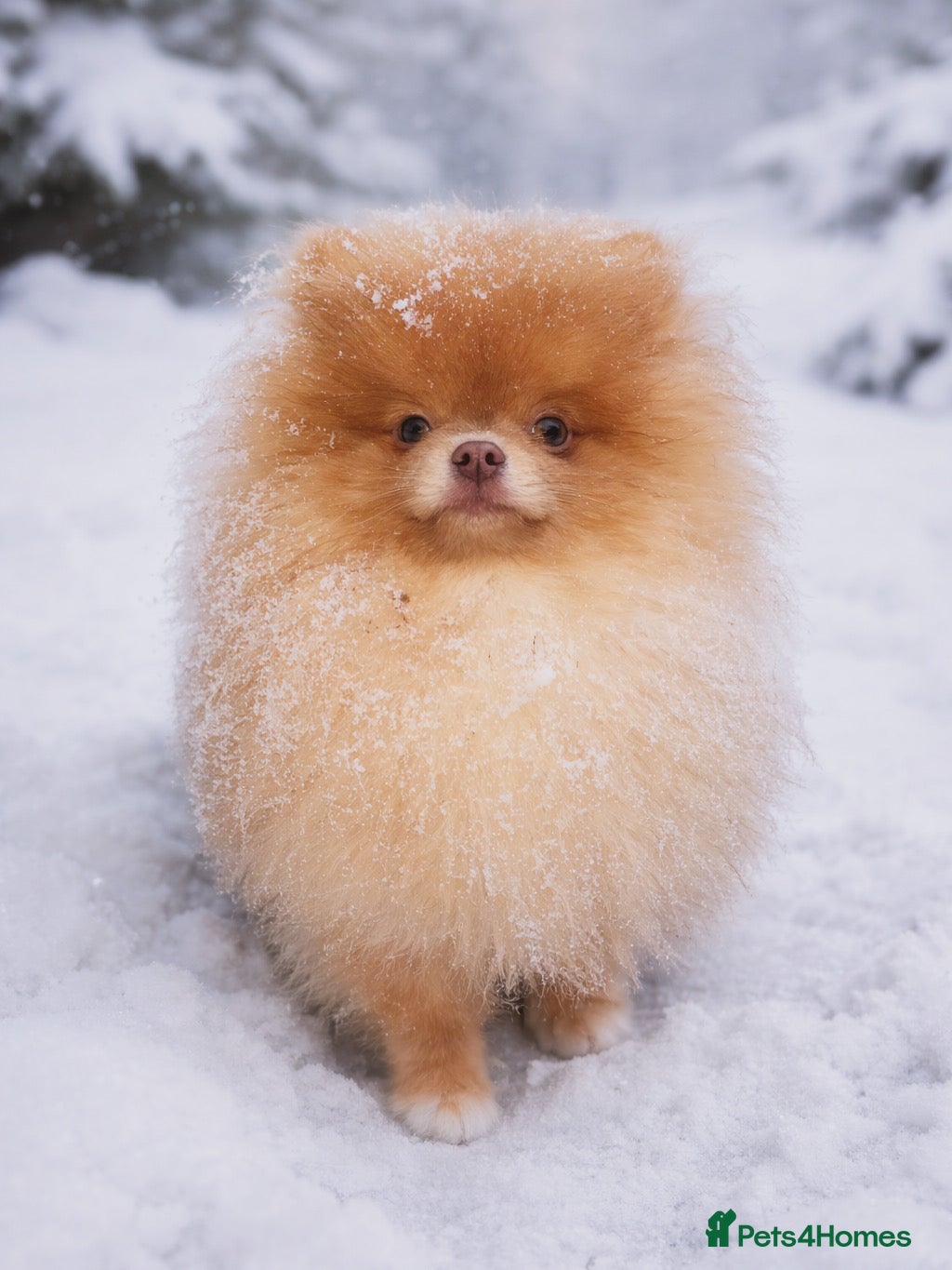 Pomeranian dogs Isabella Pomeranian stud  - Advert 2