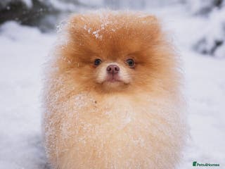Pomeranian dogs Isabella Pomeranian stud - Advert 2