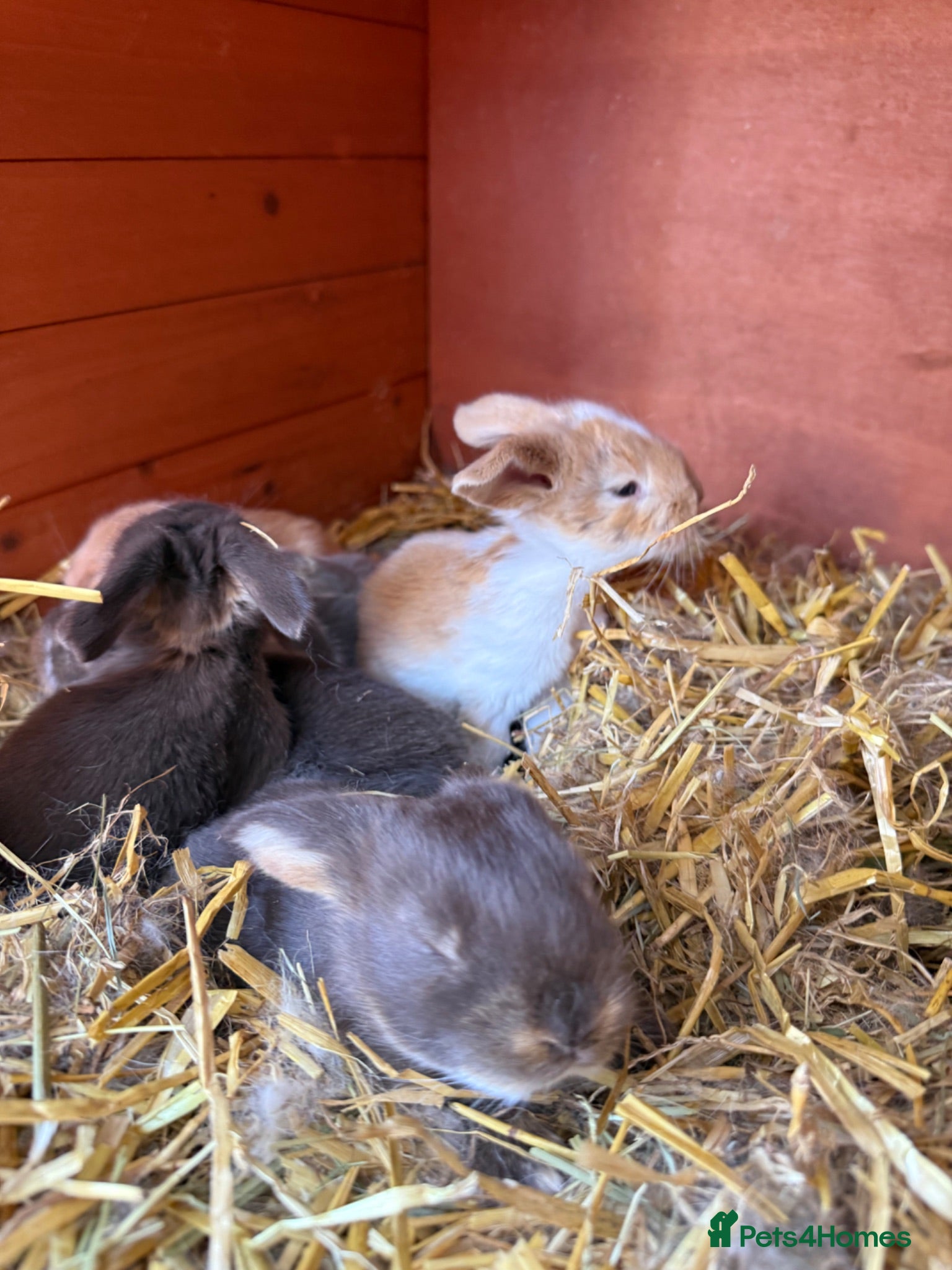 French Lop rabbits 1 Beautiful Pure French Lop Left ♥️ - Advert 2