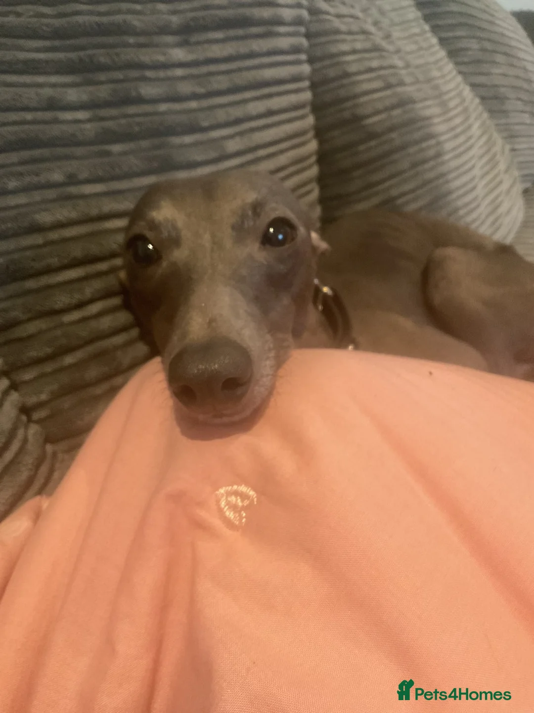 Italian Greyhound dogs for sale: Italian Greyhound, Poppy. - Advert 2