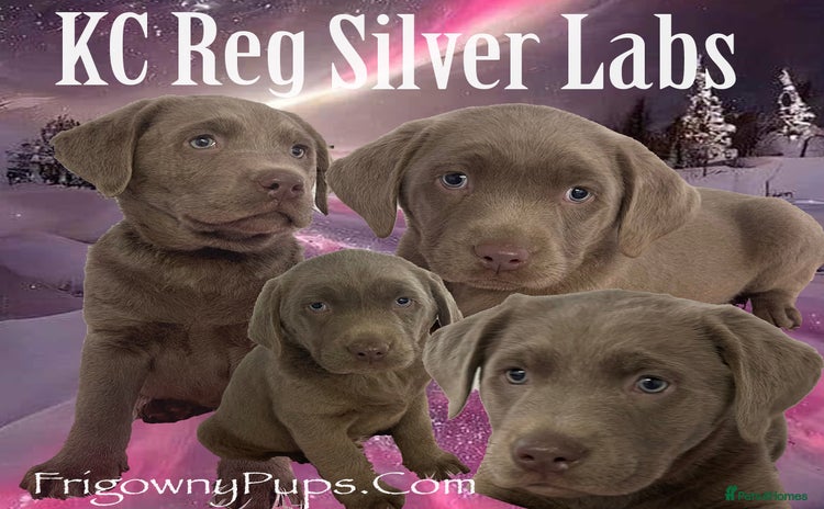 Labrador Retriever dogs - Advert 1