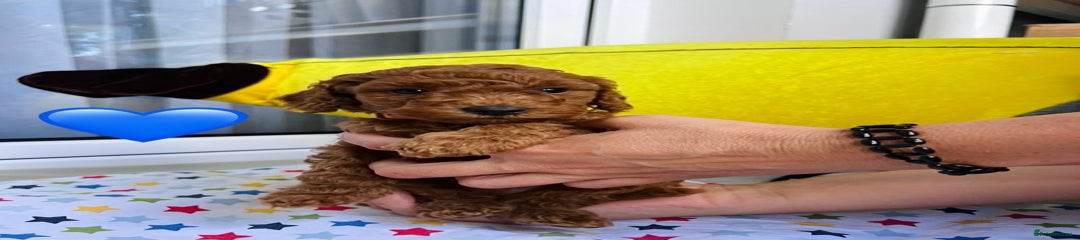Toy Poodle Puppy 1