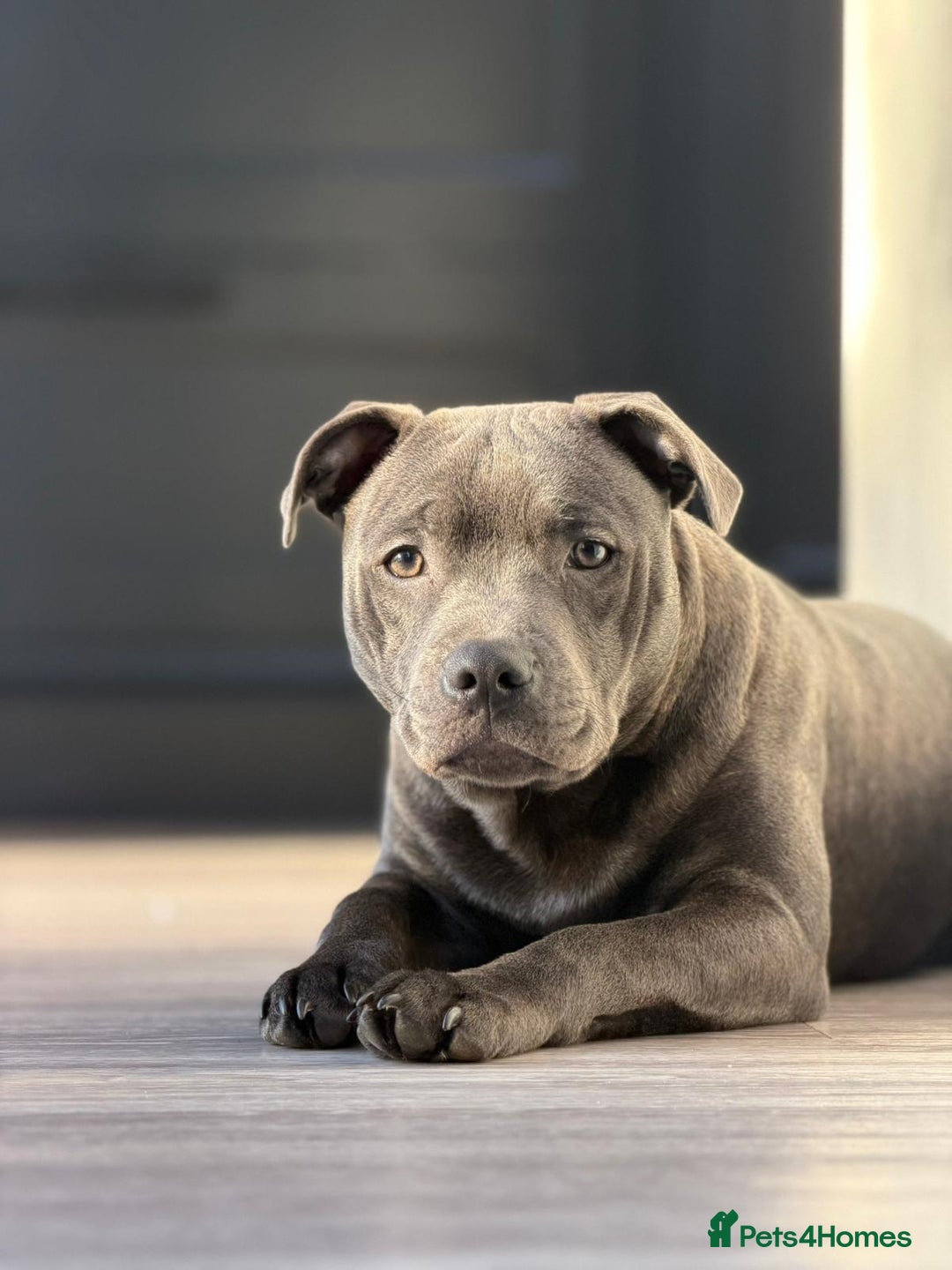 Staffordshire Bull Terrier dogs for sale: Leo the Blue Staffy  - Advert 1