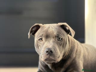 Staffordshire Bull Terrier dogs Leo the Blue Staffy - Advert 1