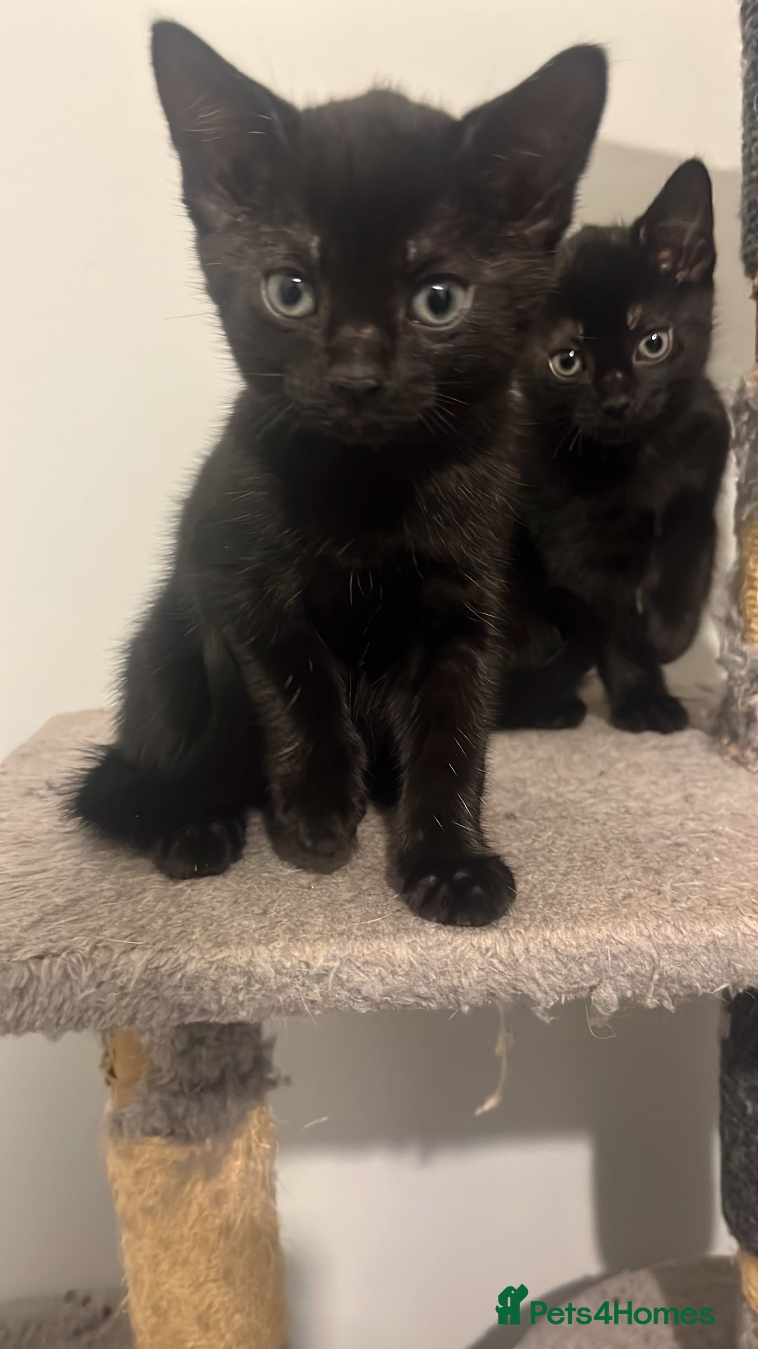 Mixed Breed cats for sale: Beautiful bonded 3 month old black male kittens - Advert 4