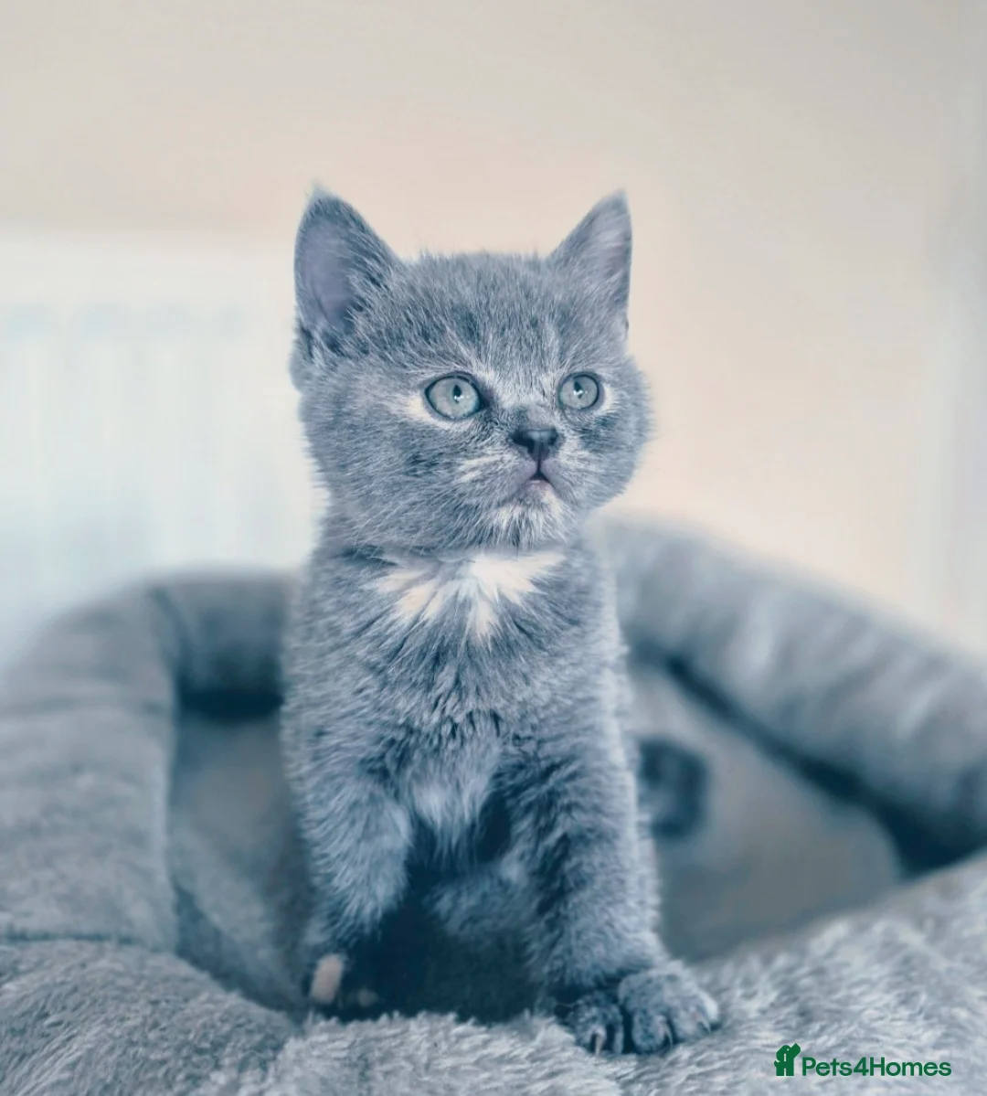 Scottish Fold cats for sale: Scottish Fold/ Straight kittens  - Advert 2