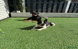 Mixed Breed dogs for sale: DOG WALKING-check description  - Image 3