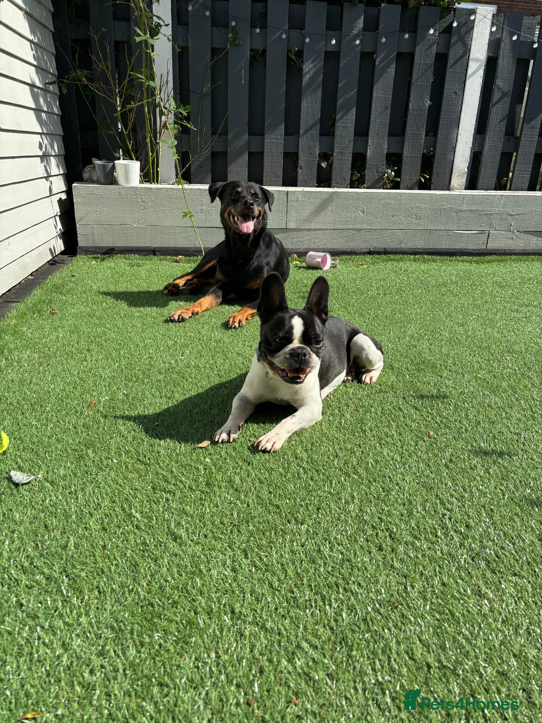 Mixed Breed dogs for sale: DOG WALKING-check description  - Image 3