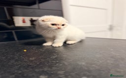 Scottish Fold cats for sale: Sweet Baby Foldie 🐱🐾 - Image 8
