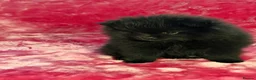 Pomeranian dogs for sale:  Adorable Pomeranian Puppies Merle, Sable & Black - Advert 23