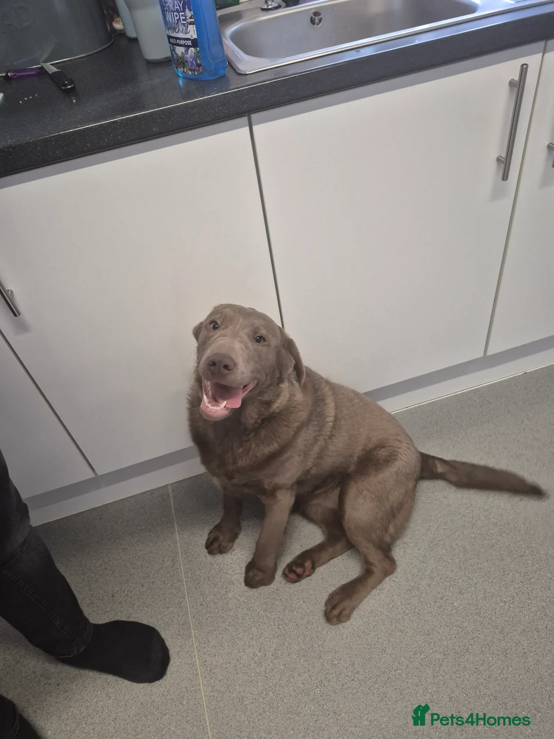 Labrador Retriever dogs for sale: Silver female labrador  - Advert 1